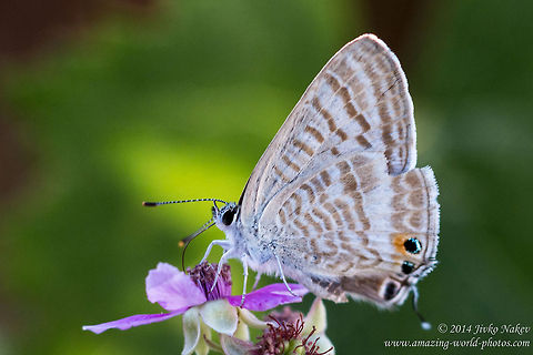 Long-tailed Blue Long-tailed Blue - Lampides boeticus Geotagged,Greece,Lampides boeticus,Long-tailed Blue,Lycaenifae,Peablue or Long-tailed Blue,butterfly,insect,lepidoptera,nature