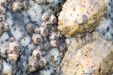 Poli's Stellate Barnacles and Common European limpets Poli's Stellate Barnacles co-existing with Common European limpets Chthamalus stellatus,Common European limpet,Gastropoda,Geotagged,Greece,Maxillopoda,Molluscs,Patella vulgata,Poli's Stellate Barnacle,edible sea snail,nature,sea fauna