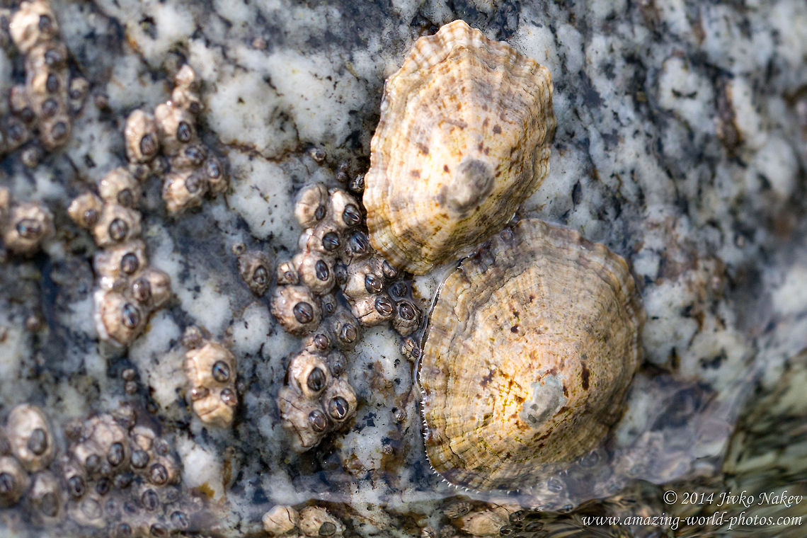 Poli's Stellate Barnacles and Common European limpets Poli's Stellate Barnacles co-existing with Common European limpets Chthamalus stellatus,Common European limpet,Gastropoda,Geotagged,Greece,Maxillopoda,Molluscs,Patella vulgata,Poli's Stellate Barnacle,edible sea snail,nature,sea fauna