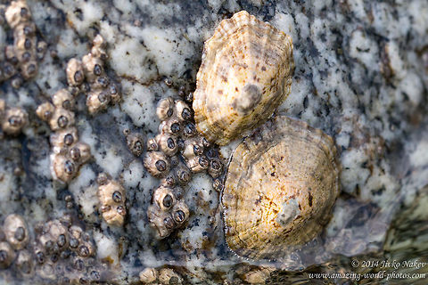Poli's Stellate Barnacles and Common European limpets Poli's Stellate Barnacles co-existing with Common European limpets Chthamalus stellatus,Common European limpet,Gastropoda,Geotagged,Greece,Maxillopoda,Molluscs,Patella vulgata,Poli's Stellate Barnacle,edible sea snail,nature,sea fauna