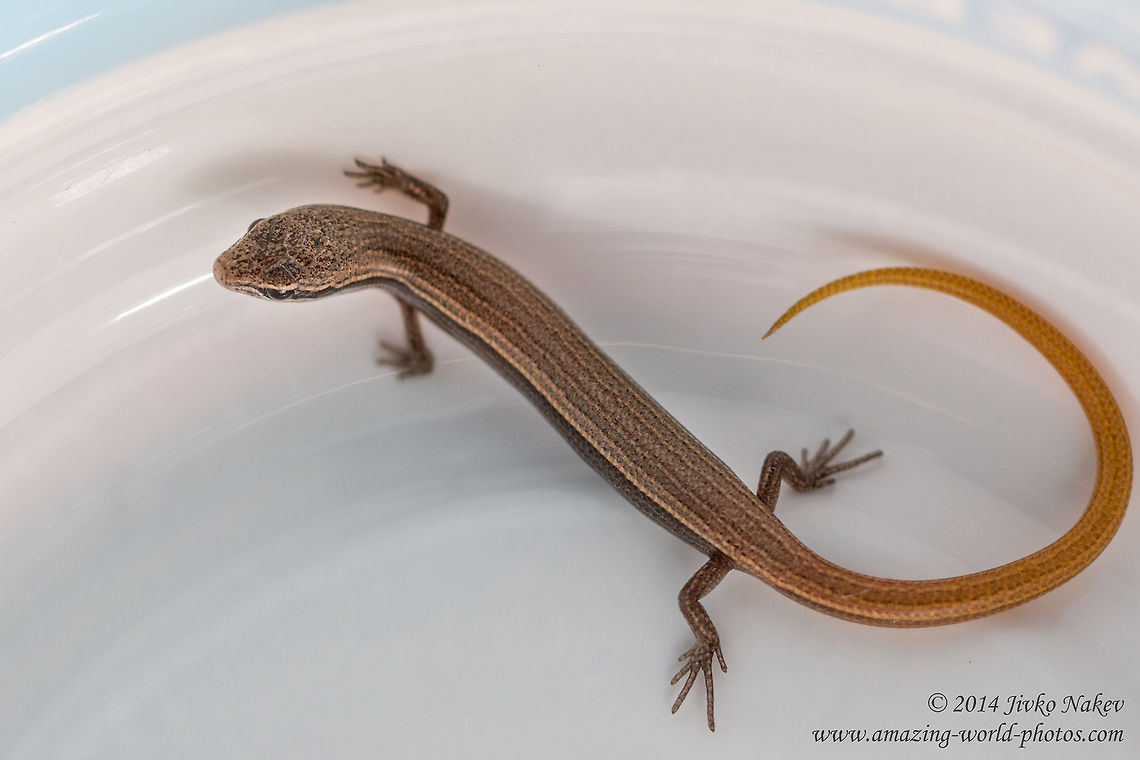 European snake-eyed skink - immature European copper skink, Juniper skink, European snake-eyed skink - Ablepharus kitaibelii Ablepharus kitaibelii,European copper skink,European snake-eyed skink,Geotagged,Greece,Juniper skink,Scincidae,animal,lizard,nature
