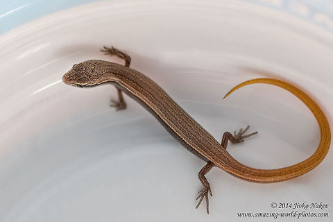 European snake-eyed skink - immature European copper skink, Juniper skink, European snake-eyed skink - Ablepharus kitaibelii Ablepharus kitaibelii,European copper skink,European snake-eyed skink,Geotagged,Greece,Juniper skink,Scincidae,animal,lizard,nature