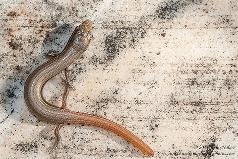 European copper skink