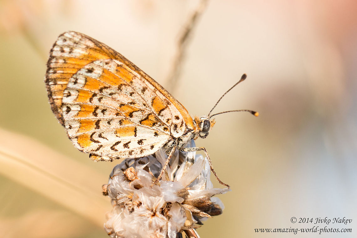 Lesser Spotted Fritillary Lesser Spotted Fritillary - Melitaea trivia Geotagged,Greece,Lesser Spotted Fritillary,Melitaea trivia,The Lesser Spotted Fritillary,butterfly,insect,lepidoptera,nature,nymphalidae