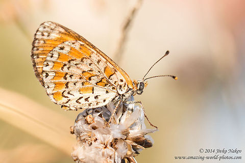 Lesser Spotted Fritillary Lesser Spotted Fritillary - Melitaea trivia Geotagged,Greece,Lesser Spotted Fritillary,Melitaea trivia,The Lesser Spotted Fritillary,butterfly,insect,lepidoptera,nature,nymphalidae