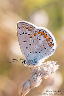 Common Blue Butterfly Common Blue Butterfly - Polyommatus icarus Common Blue,Common Blue Butterfly,Geotagged,Greece,Polyommatus icarus,insect,lepidoptera,nature