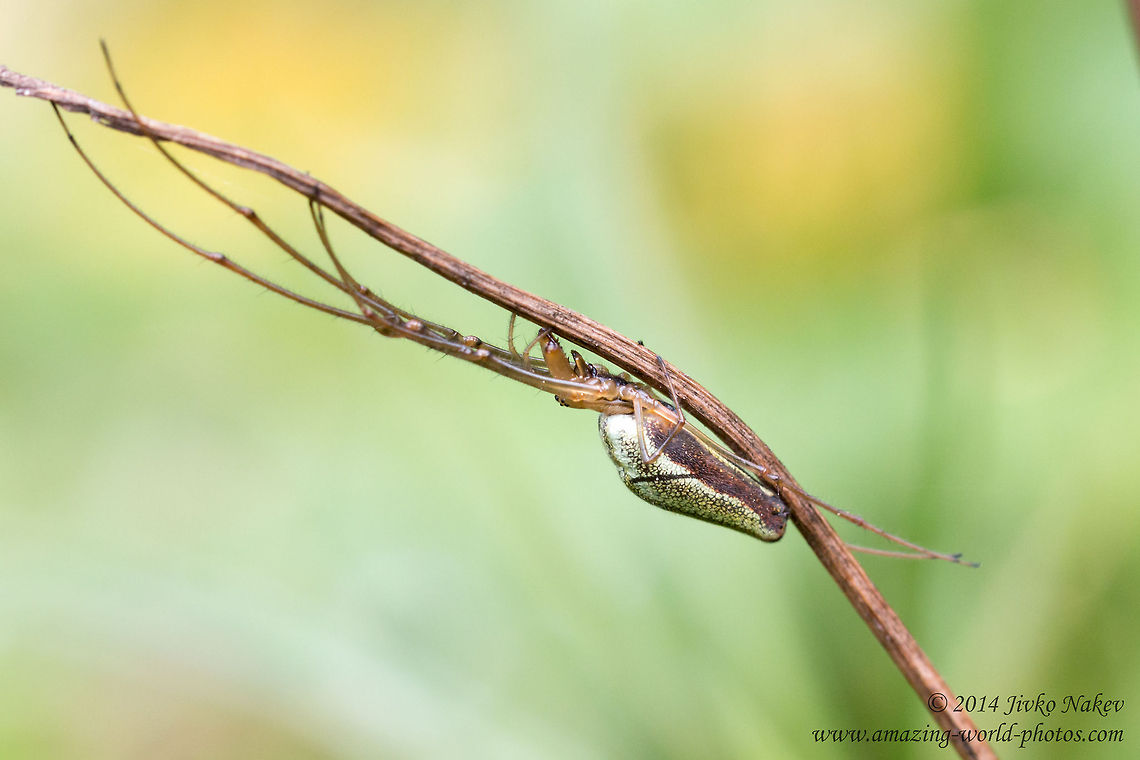 Long-jawed Orb Weaver Long-jawed Orb Weaver Spider - Tetragnatha extensa Bulgaria,Geotagged,Long-jawed Orb Weaver,Tetragnatha extensa,arachnida,araneae,arthropoda,camouflage,nature,spider