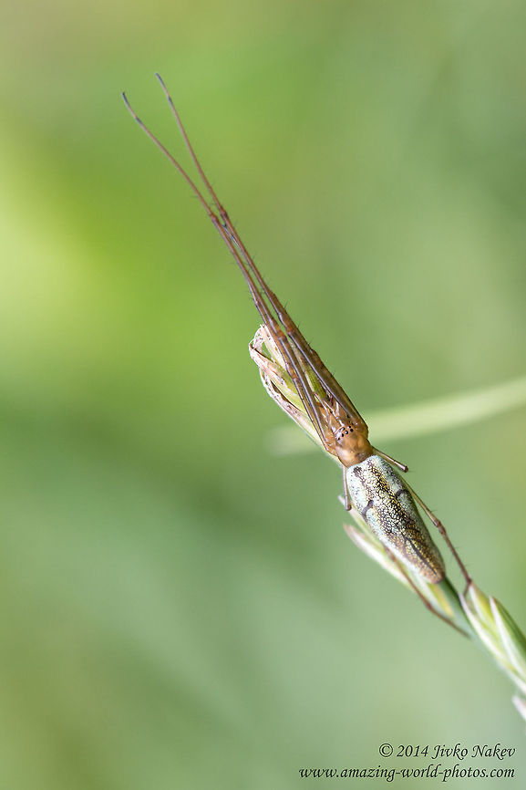 Long-jawed Orb Weaver Long-jawed Orb Weaver Spider - Tetragnatha extensa Bulgaria,Geotagged,Long-jawed Orb Weaver,Tetragnatha extensa,arachnida,araneae,arthropoda,camouflage,nature,spider
