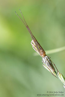 Long-jawed Orb Weaver Long-jawed Orb Weaver Spider - Tetragnatha extensa Bulgaria,Geotagged,Long-jawed Orb Weaver,Tetragnatha extensa,arachnida,araneae,arthropoda,camouflage,nature,spider