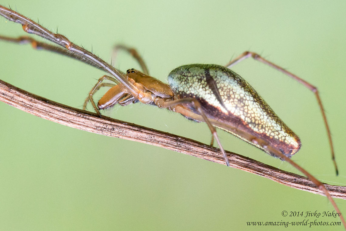 Long-jawed Orb Weaver Close up Long-jawed Orb Weaver Spider - Tetragnatha extensa Bulgaria,Geotagged,Long-jawed Orb Weaver,Tetragnatha extensa,arachnida,araneae,arthropoda,nature,spider