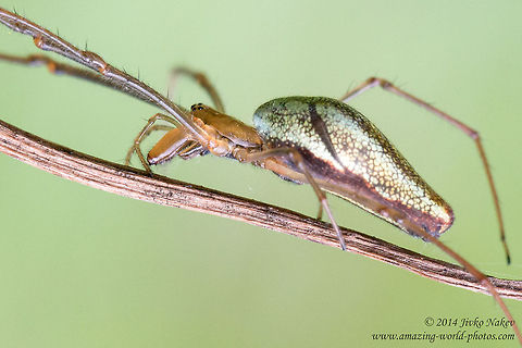 Long-jawed Orb Weaver Close up Long-jawed Orb Weaver Spider - Tetragnatha extensa Bulgaria,Geotagged,Long-jawed Orb Weaver,Tetragnatha extensa,arachnida,araneae,arthropoda,nature,spider