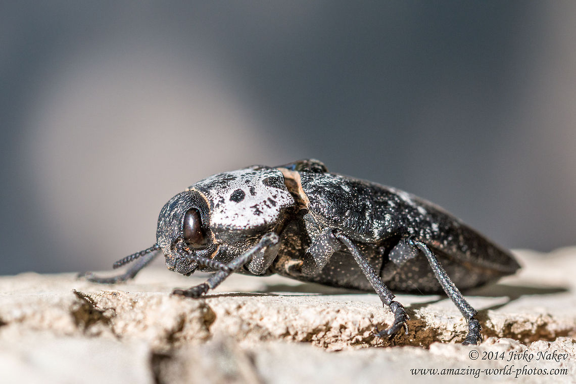 Flatheaded Woodborer Beetle Flatheaded Woodborer Beetle, Peach capnodis - Capnodis tenebrionis Buprestidae,Capnodis tenebrionis,Flatheaded Woodborer,Geotagged,Greece,Mediterranean flatheaded rootborer,Peach capnodis,beetle,coleoptera,insect,nature,pest