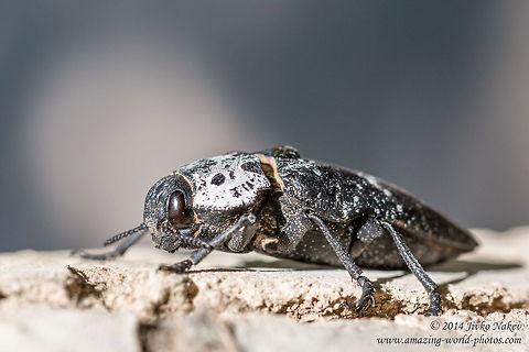 Flatheaded Woodborer Beetle Flatheaded Woodborer Beetle, Peach capnodis - Capnodis tenebrionis Buprestidae,Capnodis tenebrionis,Flatheaded Woodborer,Geotagged,Greece,Mediterranean flatheaded rootborer,Peach capnodis,beetle,coleoptera,insect,nature,pest