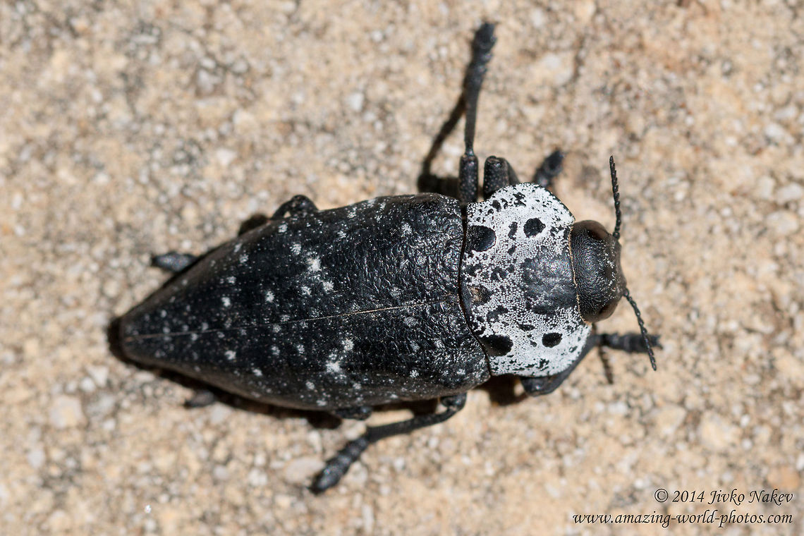 Flatheaded Woodborer Beetle Flatheaded Woodborer Beetle, Peach capnodis - Capnodis tenebrionis Buprestidae,Capnodis tenebrionis,Flatheaded Woodborer,Geotagged,Greece,Mediterranean flatheaded rootborer,Peach capnodis,beetle,coleoptera,insect,nature,pest