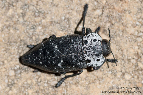 Flatheaded Woodborer Beetle Flatheaded Woodborer Beetle, Peach capnodis - Capnodis tenebrionis Buprestidae,Capnodis tenebrionis,Flatheaded Woodborer,Geotagged,Greece,Mediterranean flatheaded rootborer,Peach capnodis,beetle,coleoptera,insect,nature,pest