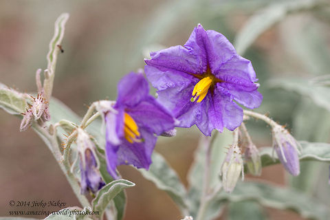 Silverleaf nightshade - Solanum elaeagnifolium I saw this plant in Larissa, Greece, in the central park along the river.  I thought it is a decorative flower planted there intentionally. But it seems to be an invasive plant in Europe and is considered as a quarantine pest. It is included in the EPPO (European and Mediterranean Plant Protection Organization) List of pests recommended for regulation as quarantine pests.
http://www.eppo.int/INVASIVE_PLANTS/ias_lists.htm#IAPList Geotagged,Greece,Invasive plant,Invasive species,Silver-leaf bitter-apple,Silver-leaved Nightshade,Silverleaf Nettle,Silverleaf nightshade,Solanales,Solanum elaeagnifolium,White Horsenettle,nature,pest