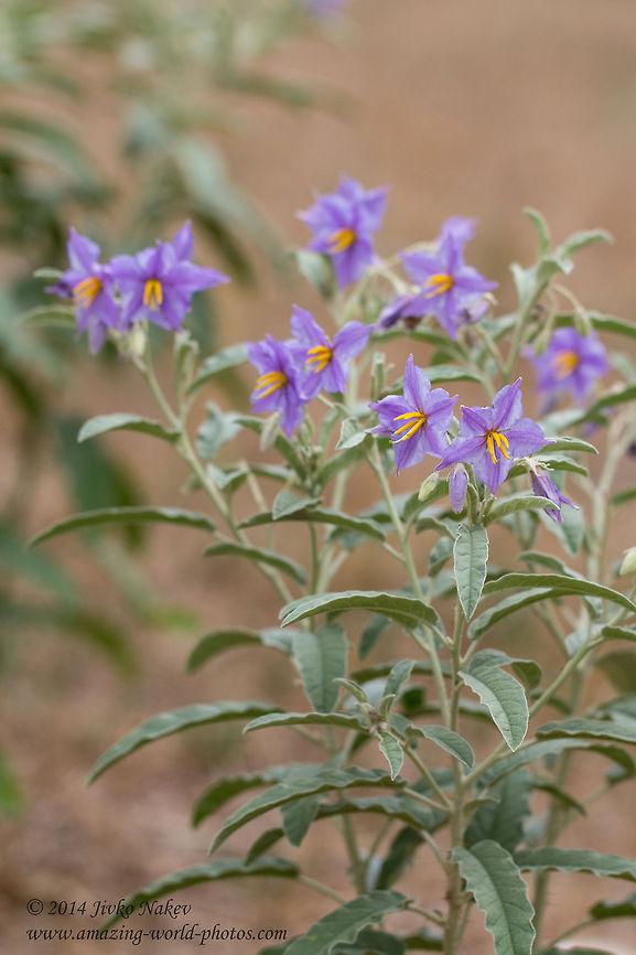 Silverleaf nightshade Silverleaf Nettle - Solanum elaeagnifolium Geotagged,Greece,Invasive plant,Silver-leaf bitter-apple,Silver-leaved Nightshade,Silverleaf Nettle,Silverleaf nightshade,Solanales,Solanum elaeagnifolium,White Horsenettle,nature,pest
