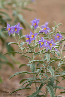 Silverleaf nightshade Silverleaf Nettle - Solanum elaeagnifolium Geotagged,Greece,Invasive plant,Silver-leaf bitter-apple,Silver-leaved Nightshade,Silverleaf Nettle,Silverleaf nightshade,Solanales,Solanum elaeagnifolium,White Horsenettle,nature,pest