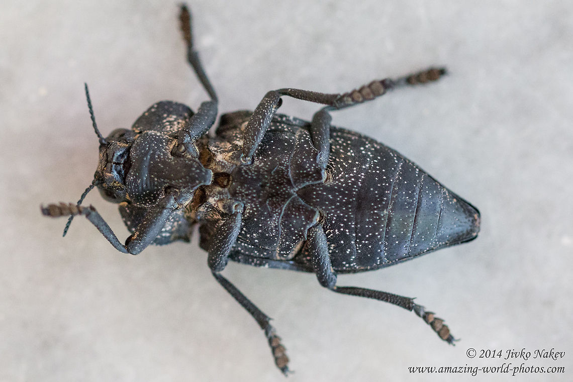 Flatheaded Woodborer Beetle Flatheaded Woodborer Beetle, Peach capnodis - Capnodis tenebrionis Buprestidae,Capnodis tenebrionis,Flatheaded Woodborer,Geotagged,Greece,Mediterranean flatheaded rootborer,Peach capnodis,beetle,coleoptera,insect,nature,pest