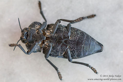 Flatheaded Woodborer Beetle Flatheaded Woodborer Beetle, Peach capnodis - Capnodis tenebrionis Buprestidae,Capnodis tenebrionis,Flatheaded Woodborer,Geotagged,Greece,Mediterranean flatheaded rootborer,Peach capnodis,beetle,coleoptera,insect,nature,pest
