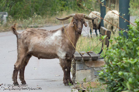 Goat tied to a park bench Domestic goat - Capra aegagrus hircus Animals,Capra aegagrus hircus,Caprinae,Domestic Goat,Domestic goat,Geotagged,Greece,nature