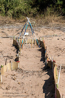 Loggerhead turtle nest Loggerhead turtle nest on Greek beach

This is something I wanted to share. On the beach of south Peloponnese, near Koroni village, I’ve seen a lot of such markings and fencing. This is a nest of the endangered Loggerhead sea turtle Caretta caretta. 
Volunteers (Hellenic Society for the Protection of Nature) search the coastline daily for new nests and properly register them, mark them with especially made blue-white poles, insert a wire mesh over the nest and put a warning sign in Greek, German and English. The mesh is providing effective protection against predators, like foxes or domestic dogs and others, but it’s openings are big enough the newly hatched turtles to go through.
The incubation period is about 50 days. On the 43rd day the volunteers return to the nest and establish a fence, bordering a path straight to the water. Usually the turtles hatch during the night, before sunrise and orientate to the moon light. Unfortunately on the frequently visited beaches there are many parasitic lights (camp fires, window lights form the nearby houses and villas, camping tourists torches, etc.) which may confuse turtles and they go in opposite direction and perish. That’s why such paths are built at each nest.
These guys over there are doing great job! There were about 40 nests only on this beach, and more than 400 along the coastline in the area. According to the observations done only 1 of 1000 hatchlings survives!!! 
 Caretta caretta,Geotagged,Greece,Loggerhead sea turtle,Loggerhead turtle nest,Sea turtle