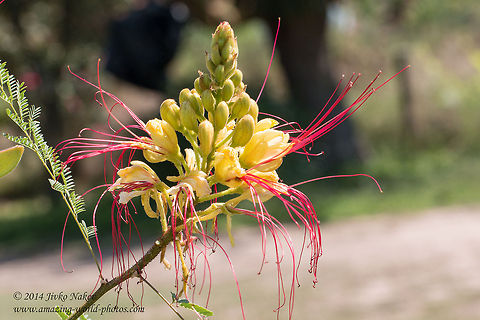 Bird-of-paradise Bird-of-paradise shrub - Caesalpinia gilliesii Bird-of-paradise,Caesalpinia gilliesii,Geotagged,Greece