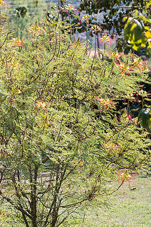 Bird-of-paradise shrub Bird-of-paradise shrub - Caesalpinia gilliesii Caesalpinia gilliesii,Geotagged,Greece