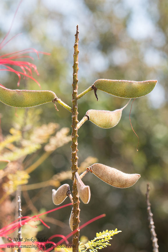 Bird-of-paradise pods Bird-of-paradise shrub - Caesalpinia gilliesii Caesalpinia gilliesii,Geotagged,Greece
