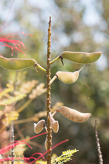 Bird-of-paradise pods Bird-of-paradise shrub - Caesalpinia gilliesii Caesalpinia gilliesii,Geotagged,Greece