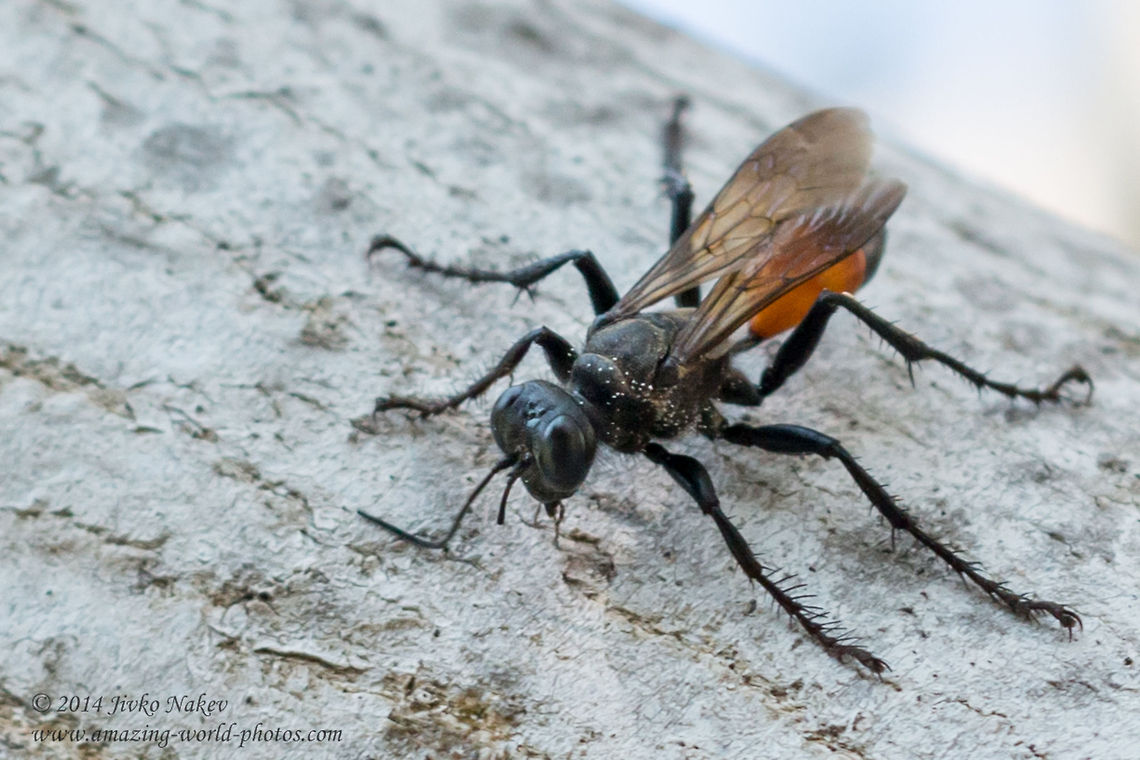 Hairy digger wasp Hairy digger wasp - Podalonia hirsuta<br />
Unfortunately I was not able to make a better photo - I spotted the wasp high in a nut tree and couldn&#039;t get closer. Ammophila viatica,Ammophilinae,Geotagged,Greece,Hairy digger wasp,Hairy sand wasp,Podalonia hirsuta,Sphecidae,Sphex hirsuta,insect