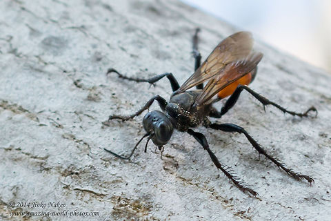 Hairy digger wasp, Hairy sand wasp