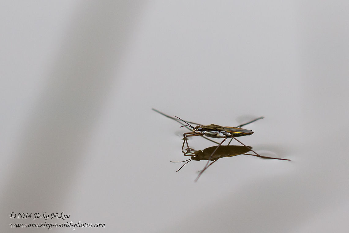 Common pond skater Common pond skater - Gerris lacustris Bulgaria,Common pond skater,Geotagged,Gerridae,Gerris lacustris,Water bug,Water strider,hemiptera,insect,nature