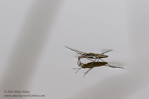 Common pond skater Common pond skater - Gerris lacustris Bulgaria,Common pond skater,Geotagged,Gerridae,Gerris lacustris,Water bug,Water strider,hemiptera,insect,nature