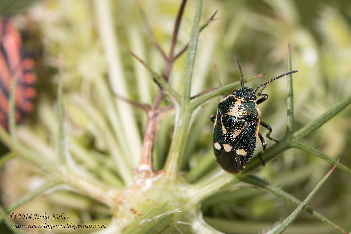 Crucifer shield bug with white markings Crucifer shield bug - Eurydema oleracea Brassica bug,Bulgaria,Cabbage bug,Crucifer shield bug,Eurydema oleracea,Geotagged,Pentatomidae,Rape bug,Strachiini,hemiptera,insect,nature