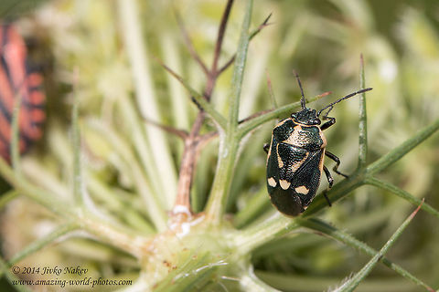 Crucifer shield bug with white markings Crucifer shield bug - Eurydema oleracea Brassica bug,Bulgaria,Cabbage bug,Crucifer shield bug,Eurydema oleracea,Geotagged,Pentatomidae,Rape bug,Strachiini,hemiptera,insect,nature
