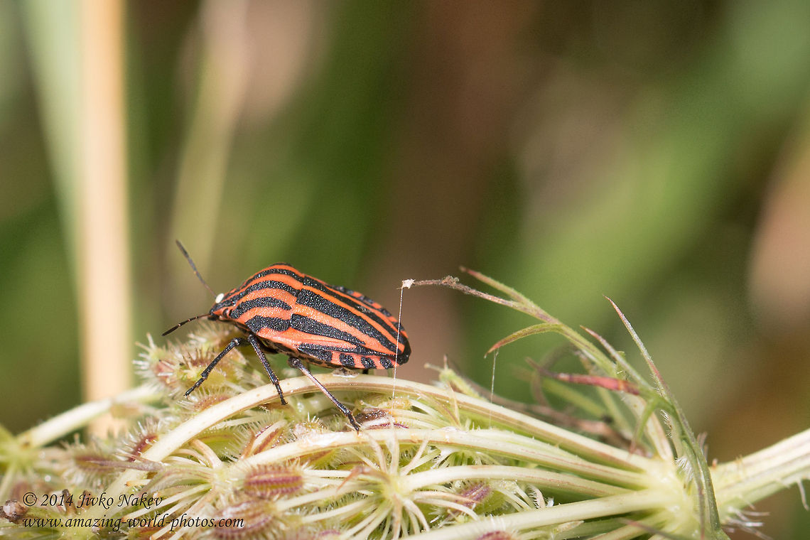 Striped bug, Minstrel bug Striped bug - Graphosoma italicum Bulgaria,Geotagged,Graphosoma,Graphosoma italicum,Minstrel bug,Pentatomidae,Striped bug,hemiptera,insect,nature