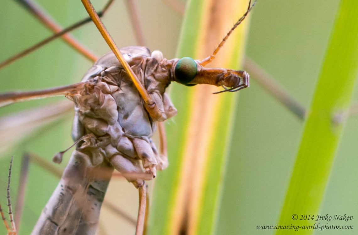 Crane Fly Crane Fly - Tipula sp. Bulgaria,Crane Fly,Geotagged,Tipula sp.,Tipulidae,diptera,insect,nature