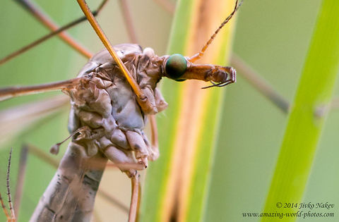 Crane Fly Crane Fly - Tipula sp. Bulgaria,Crane Fly,Geotagged,Tipula sp.,Tipulidae,diptera,insect,nature