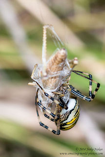 Wasp Spider with prey - a grasshopper just caught Wasp Spider - Argiope bruennichi Araneidae,Argiope bruennichi,Bulgaria,Geotagged,Orb-weaver,Wasp Spider,Wasp spider,arachnida,nature