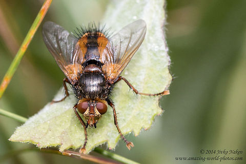 Parasitoid fly Tachina fera Parasitoid fly Tachina fera Bulgaria,Geotagged,Parasitoid fly,Tachina Fera,Tachina fera,diptera,insect,nature