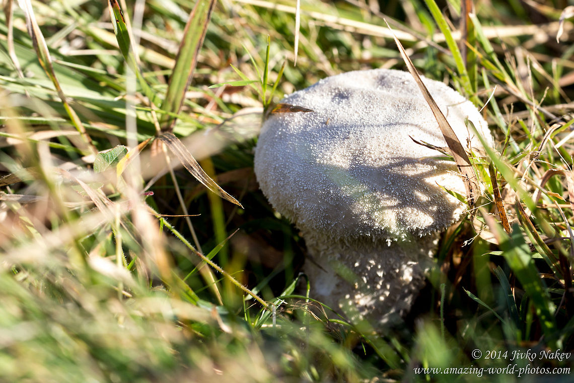 Long-stemmed puffball Long-stemmed puffball - Handkea excipuliformis Bulgaria,Calvatia excipuliformis,Geotagged,Handkea excipuliformis,Long-stemmed puffball,fungi,nature