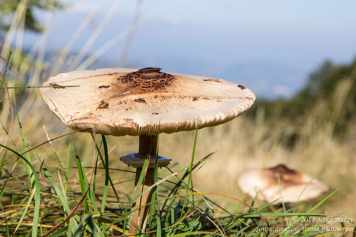 Parasol mushroom Parasol mushroom - Macrolepiota procera Bulgaria,Geotagged,Macrolepiota procera,Parasol mushroom,edible mushroom,fungi,nature