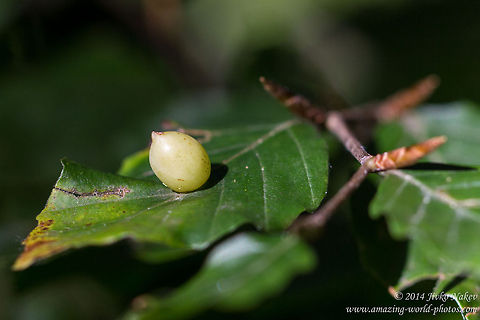 Beech gall midge gall Beech gall midge - Mikiola fagi Beech gall midge,Beech leaf gall midge,Bualgaria,Bulgaria,Geotagged,Mikiola fagi,diptera,fly,insect,nature