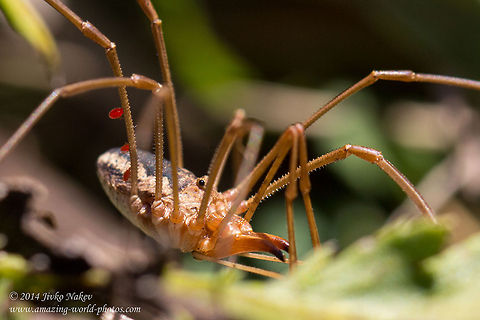 Harvestman walking through the grass Harvestman Spider - Phalangium opilio Bulgaria,Daddy longlegs,Geotagged,Harvestman Spider,Opiliones,Parasitengona,Phalangium opilio,Trombidia,Velvet mite,arachnida,nature