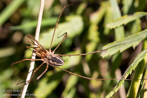 Harvestman Harvestman Spider - Phalangium opilio Bulgaria,Daddy longlegs,Geotagged,Harvestman Spider,Opiliones,Phalangium opilio,arachnida,nature