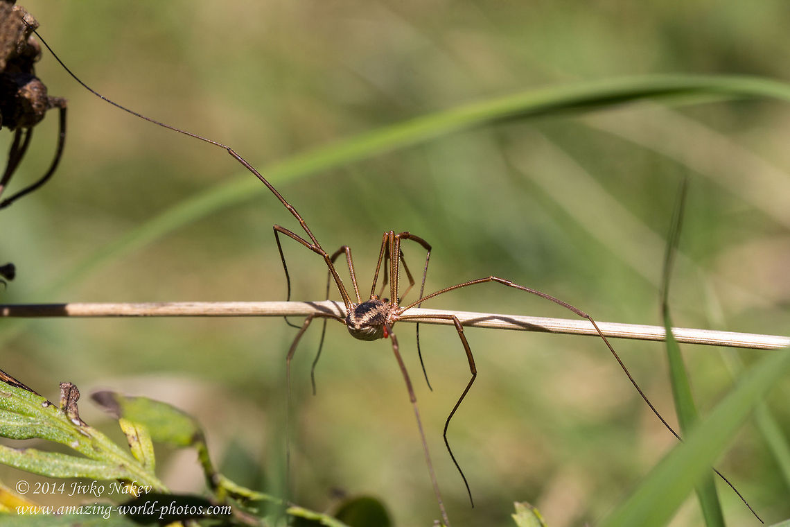 Long-legged runner Harvestman Spider - Phalangium opilio Bulgaria,Daddy longlegs,Geotagged,Harvestman Spider,Opiliones,Phalangium opilio,arachnida,nature