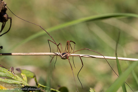 Long-legged runner Harvestman Spider - Phalangium opilio Bulgaria,Daddy longlegs,Geotagged,Harvestman Spider,Opiliones,Phalangium opilio,arachnida,nature