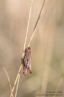 Common field grasshopper Common field grasshopper - Chorthipus brunneus Bulgaria,Chorthippus brunneus,Chorthipus brunneus,Common field grasshopper,Geotagged,acrididae,insect,nature,orthoptera