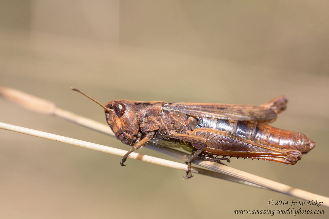Common field grasshopper Common field grasshopper - Chorthipus brunneus Bulgaria,Chorthippus brunneus,Chorthipus brunneus,Common field grasshopper,Geotagged,acrididae,insect,nature,orthoptera